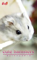 cute hamsters02 ジャンガリアンハムスター