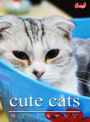 cute cats01 スコティッシュ・フォールド