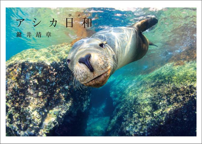 アシカ日和