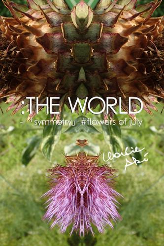 ：THE WORLD - 「symmetry」#flowers of july