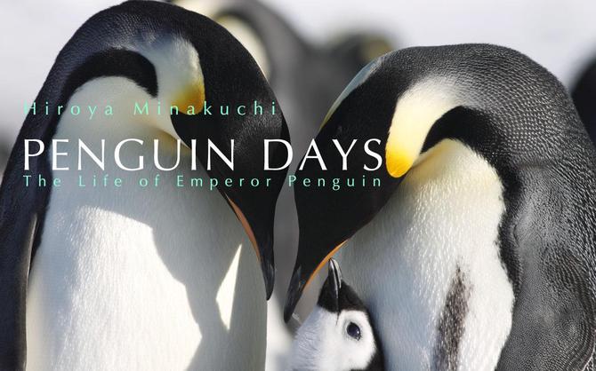 コウテイペンギン　Ｐｅｎｇｕｉｎ　Ｄａｙｓ－－Ｔｈｅ　Ｌｉｆｅ　ｏｆ　Ｅｍｐｅｒｏｒ　Ｐｅｎｇｕｉｎ