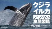 クジラ・イルカ　デジタル生態図鑑