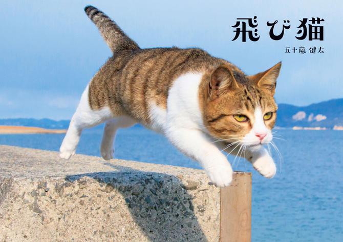 Store　ソニーの電子書籍ストア　角川マガジンズ　飛び猫（五十嵐健太）　-Reader