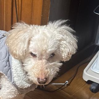 なおきんぐのアイコン