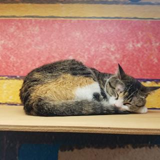 ちっちのアイコン