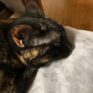 MonaSaintのアイコン