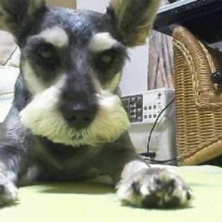 ミントさんのアイコン