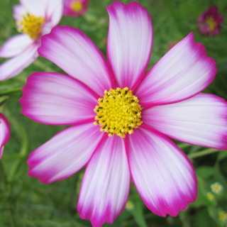 masyamasya7のアイコン