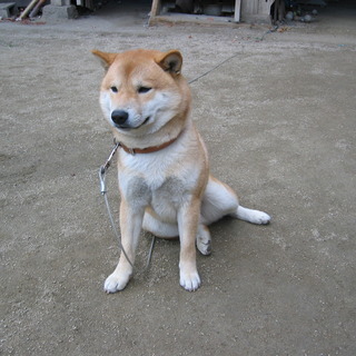 obakoのアイコン