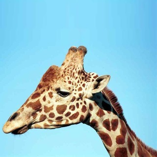 kirinのアイコン