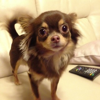 チップ in Readerのアイコン