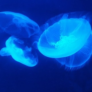 いけぽんのアイコン