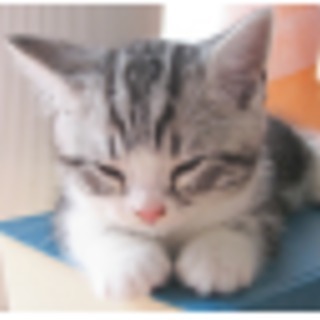 たま拾いました。のアイコン