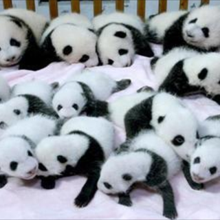 pineapple88のアイコン