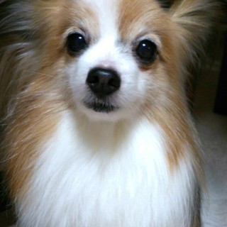 komosanのアイコン