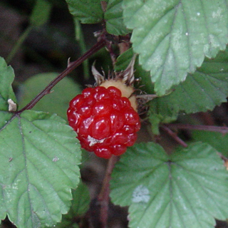 ひさエモンのアイコン