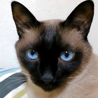 テオのアイコン