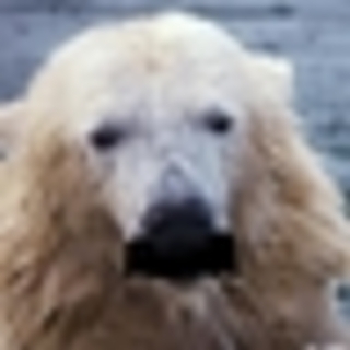 ひげくまのアイコン