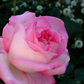 雷無月のアイコン