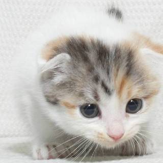 ねこのアイコン