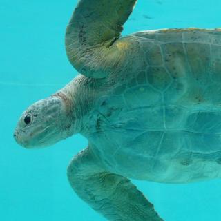 itomanaのアイコン