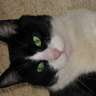 かげたくのアイコン