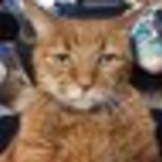 maxboycatのアイコン