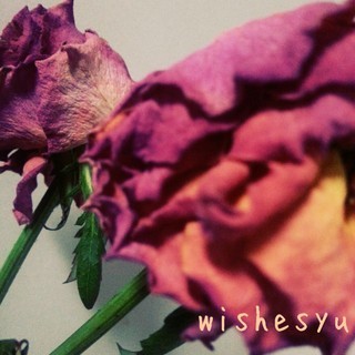 wishesyuのアイコン