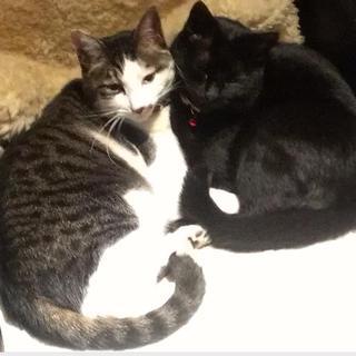 ダブルネコパンチのアイコン