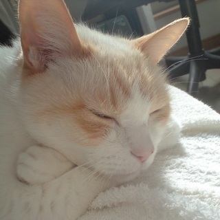 レビューネーム未設定のアイコン