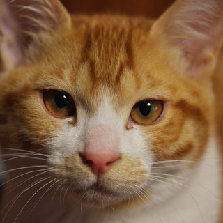 レビューネーム未設定のアイコン