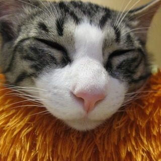 zefimiaのアイコン