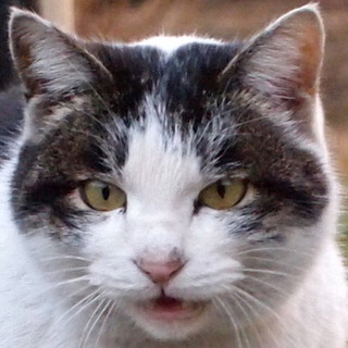 genchaのアイコン