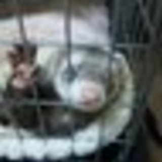 shian725のアイコン