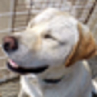 いちのくらのアイコン