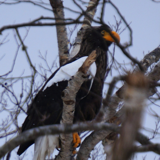 sea-eagleのアイコン