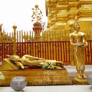 Dandelion102のアイコン