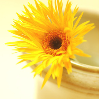 gerbera00831031のアイコン