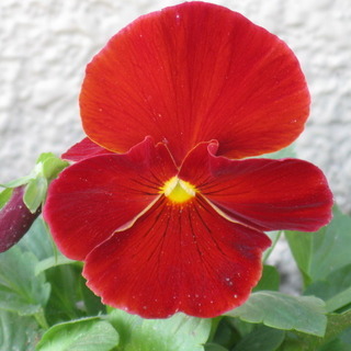 かみーゆのアイコン