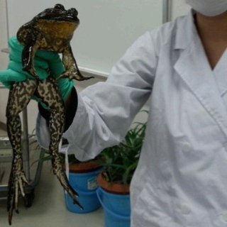 helveticaのアイコン