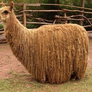 リーモのアイコン