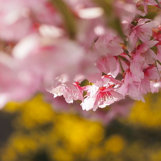 さくらの季節ですね。のアイコン