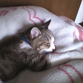 うさうさのアイコン