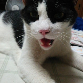 ユアラナスのアイコン