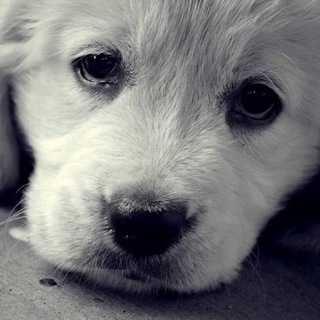 戦争反対のアイコン