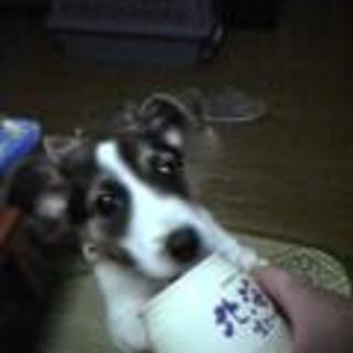 ねこ犬のアイコン