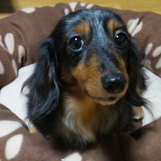 dachのアイコン