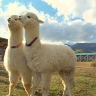 音楽のあるぱかのアイコン